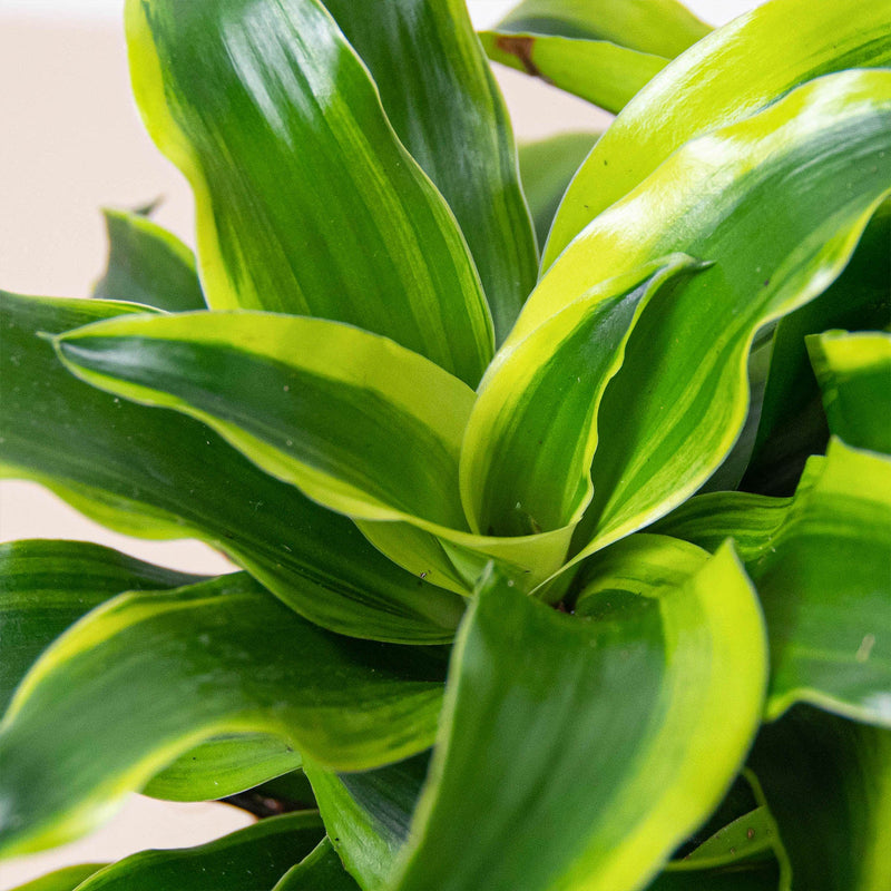 Load image into Gallery viewer, Dracaena 'Tornado'
