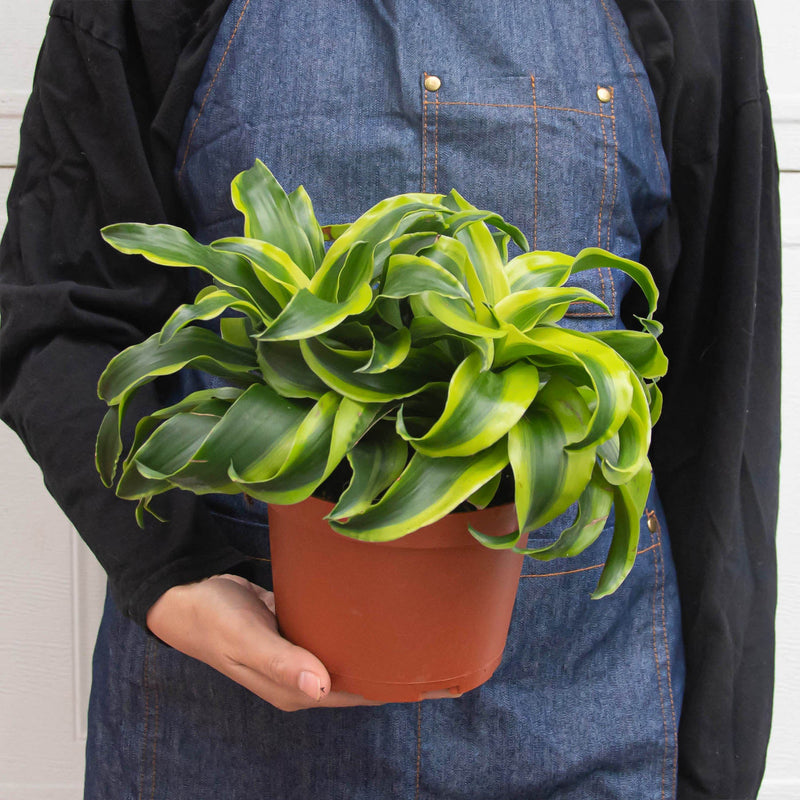 Load image into Gallery viewer, Dracaena 'Tornado'
