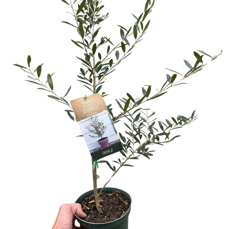 Load image into Gallery viewer, Common Olive Tree (Olea europaea)
