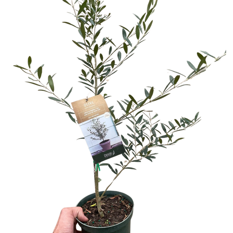Common olive tree, Olea europaea