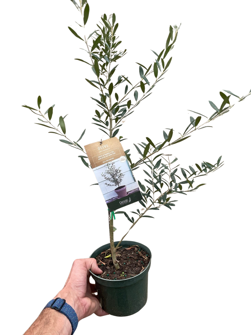 Load image into Gallery viewer, Common Olive Tree (Olea europaea)
