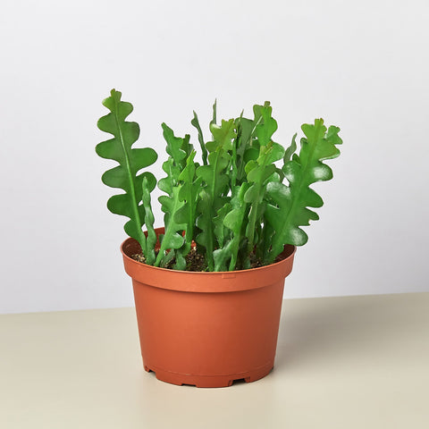 Epiphyllum Ric Rac cactus