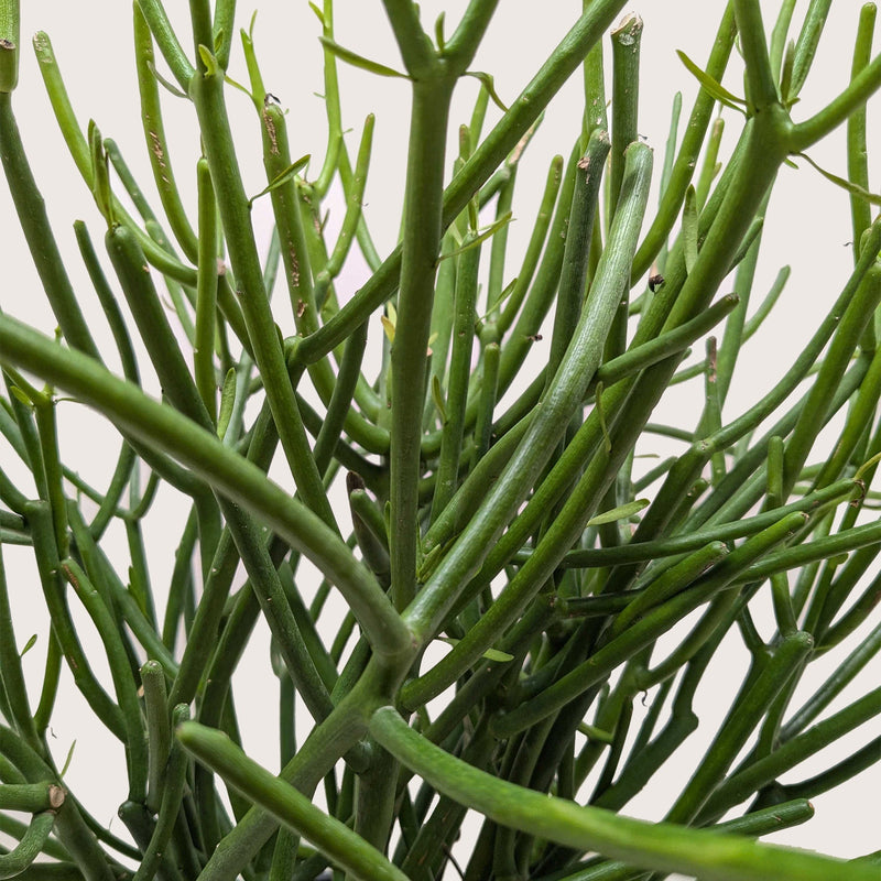 Load image into Gallery viewer, Euphorbia 'Pencil Cactus'
