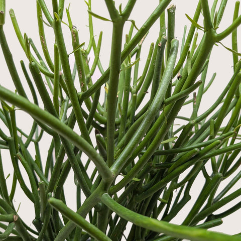 Euphorbia 'Pencil Cactus', additional product view 2