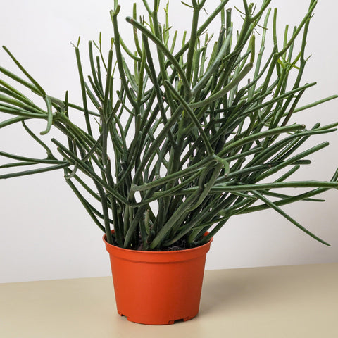 Euphorbia Pencil Cactus