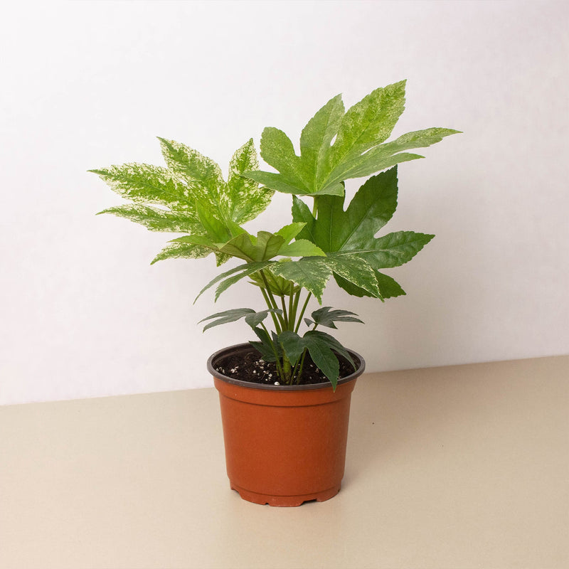 Load image into Gallery viewer, Fatsia 'Spider's Web'
