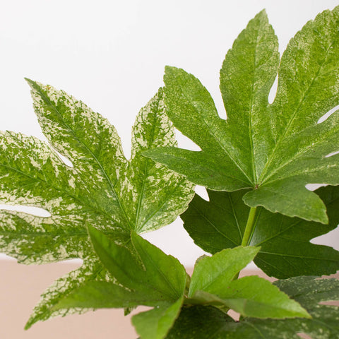 Fatsia 'Spider's Web', additional product view 2