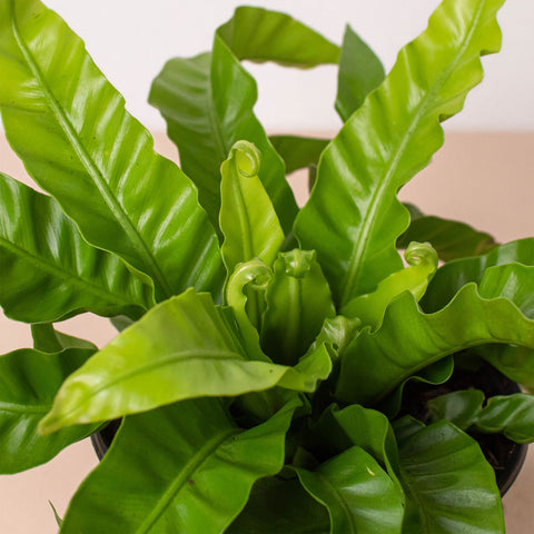Fern 'Bird's Nest Hurricane', additional product view 2