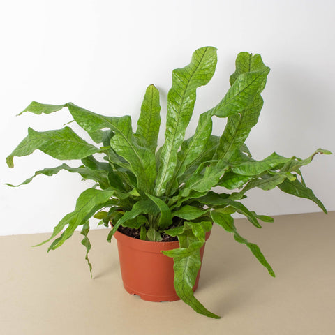 Fern 'Crocodile', additional product view 2