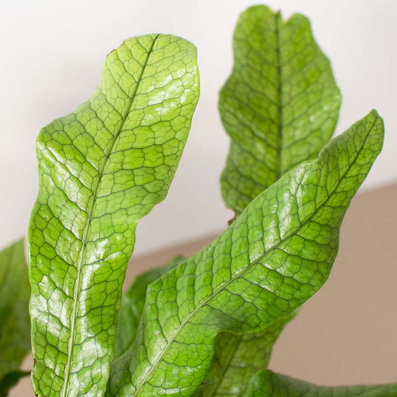 Load image into Gallery viewer, Fern 'Crocodile'
