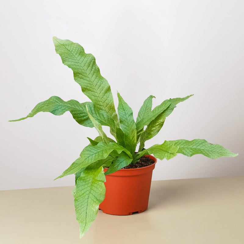 Load image into Gallery viewer, Fern 'Crocodile'
