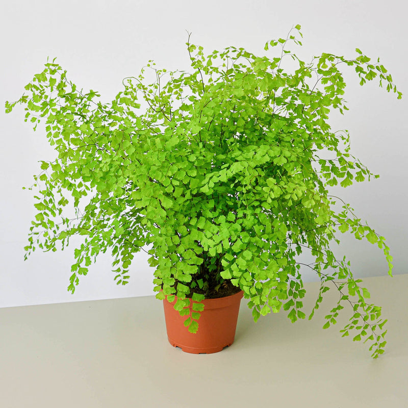 Load image into Gallery viewer, Maidenhair Fern

