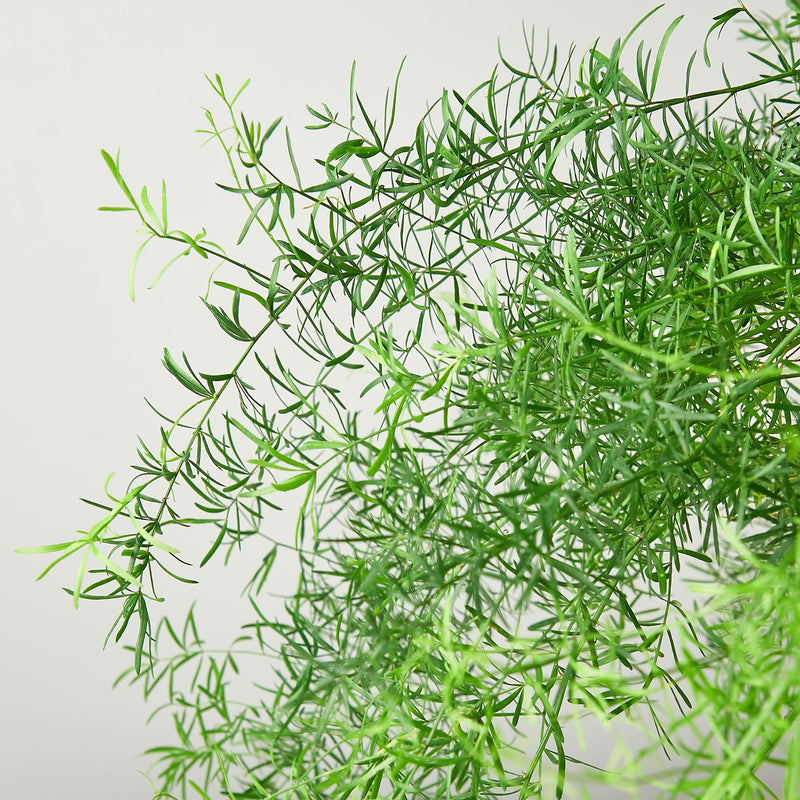 Load image into Gallery viewer, Fern 'Sprengeri'
