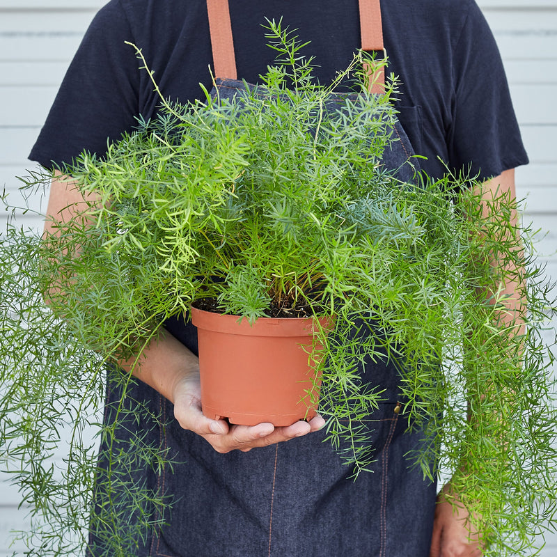 Load image into Gallery viewer, Fern 'Sprengeri'
