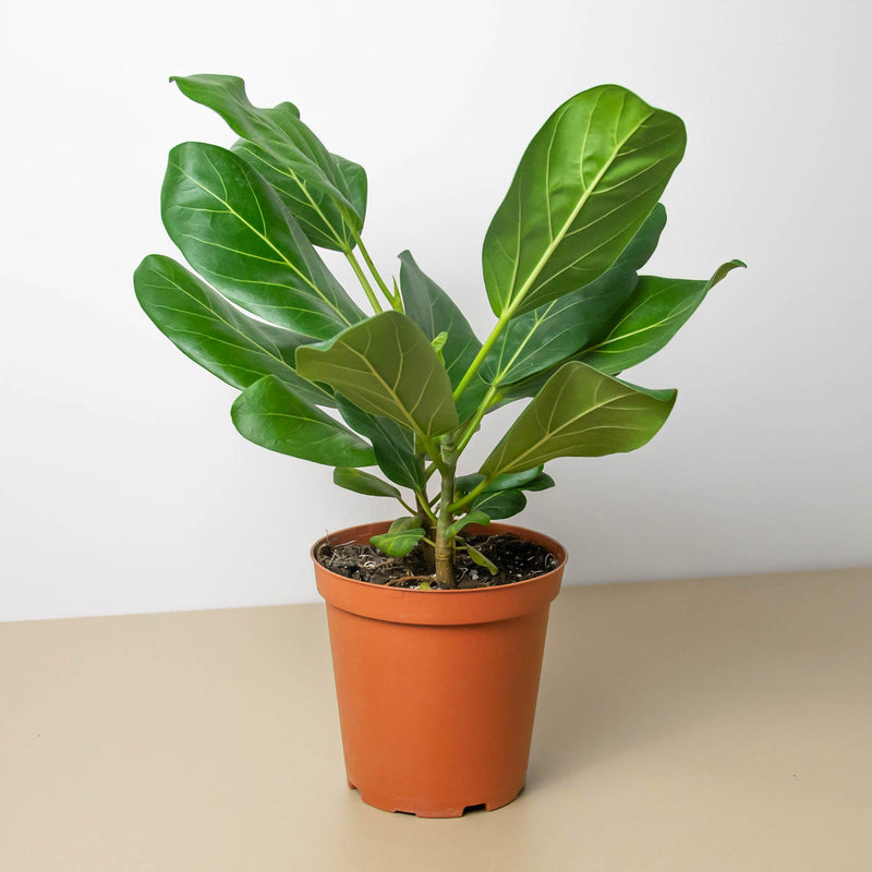 Load image into Gallery viewer, Ficus 'Audrey'
