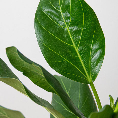 Ficus 'Audrey', additional product view 2