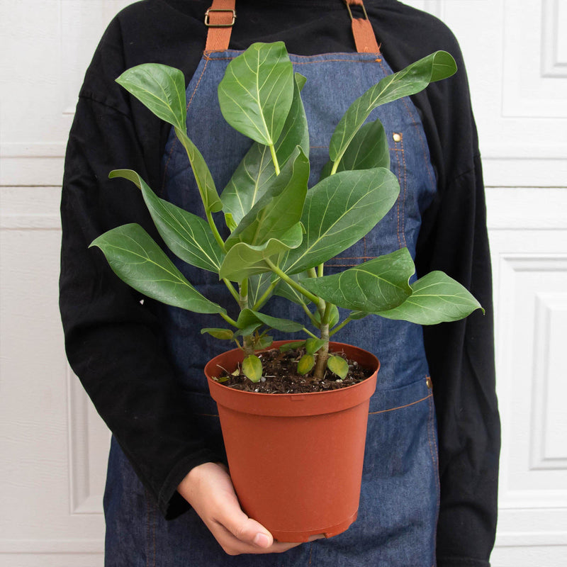 Load image into Gallery viewer, Ficus 'Audrey'
