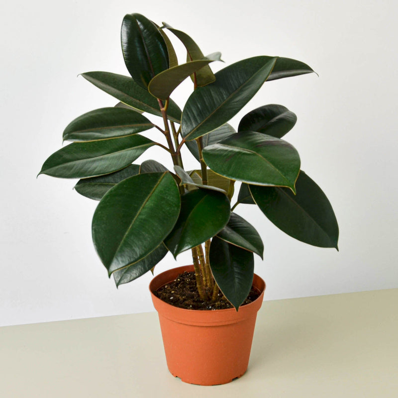Load image into Gallery viewer, Ficus Elastica 'Burgundy'
