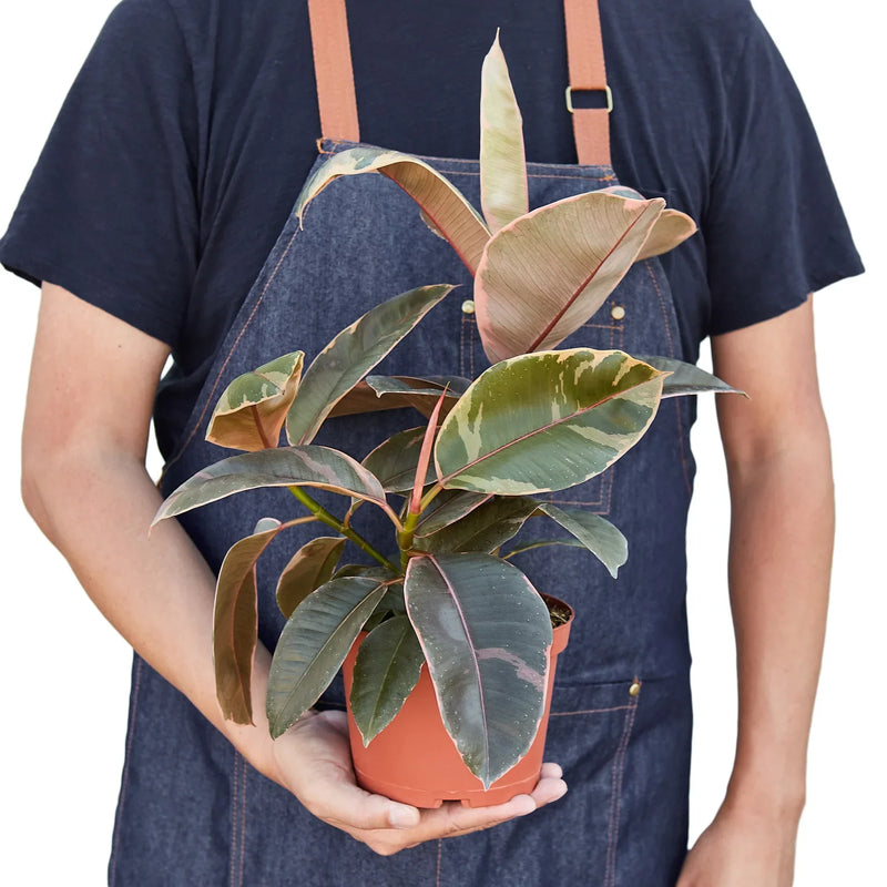 Load image into Gallery viewer, Ficus Elastica 'Ruby Pink'

