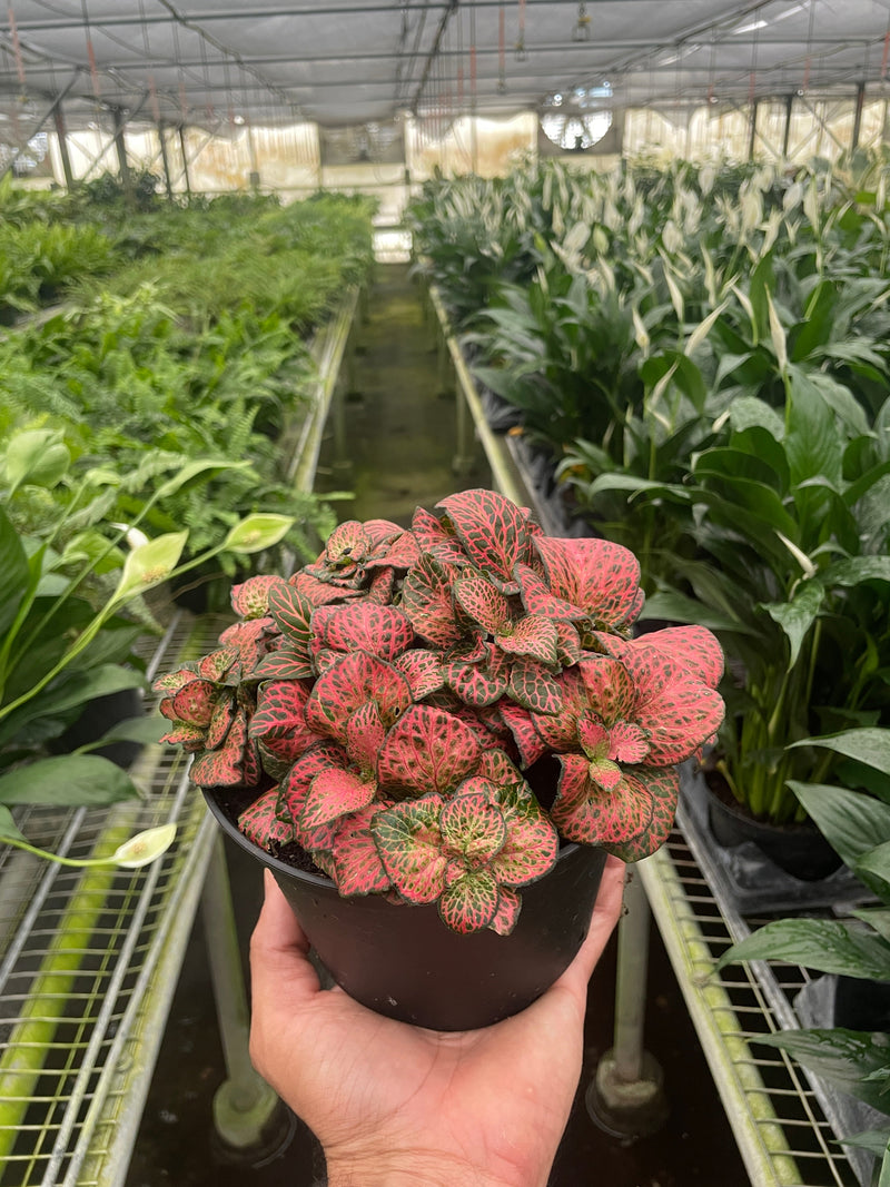 Load image into Gallery viewer, Fittonia 'Red'
