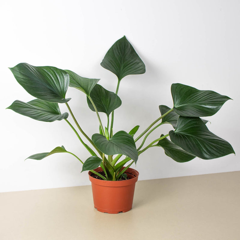 Load image into Gallery viewer, Homalomena 'Emerald Gem'
