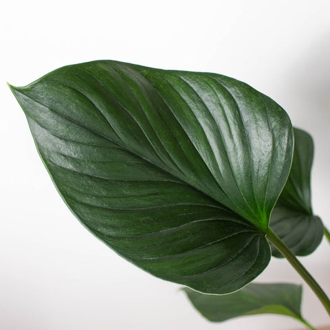 Homalomena 'Emerald Gem', additional product view 2