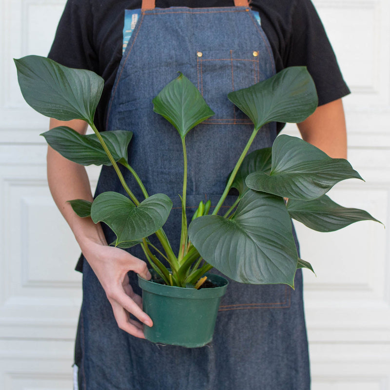 Load image into Gallery viewer, Homalomena 'Emerald Gem'

