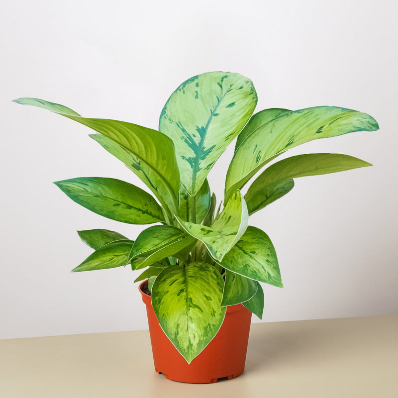 Load image into Gallery viewer, Homalomena 'Selby'
