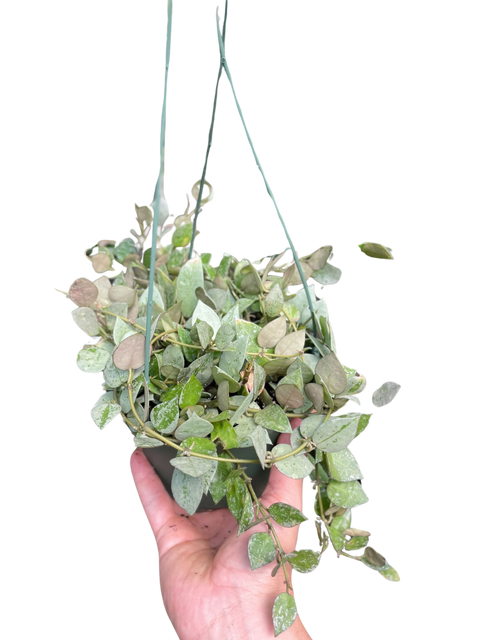 Hoya Krohiana Eskimo