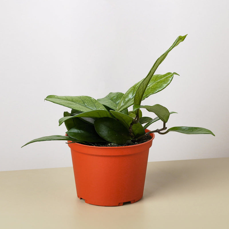Load image into Gallery viewer, Hoya Fungii
