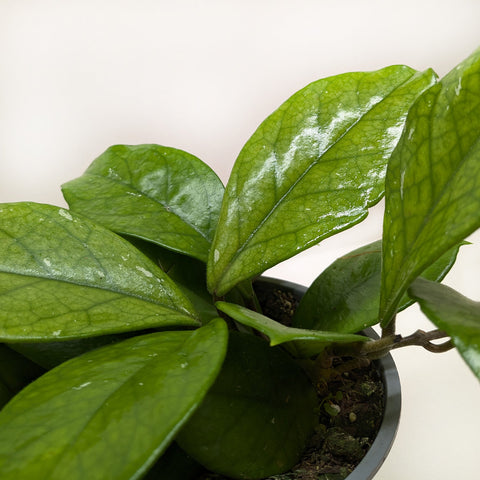 Hoya Fungii, additional product view 2