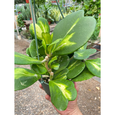 Hoya Heart 'Reverse Variegata', additional product view 2