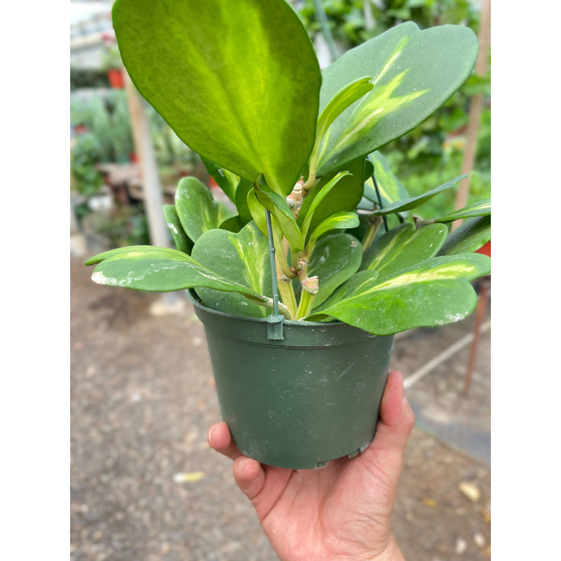 Load image into Gallery viewer, Hoya Heart 'Reverse Variegata'
