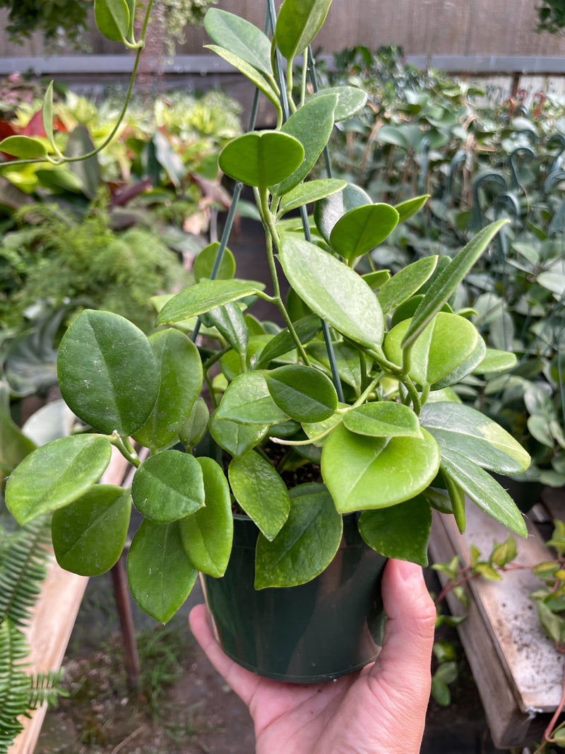 Load image into Gallery viewer, Hoya 'Keysii'
