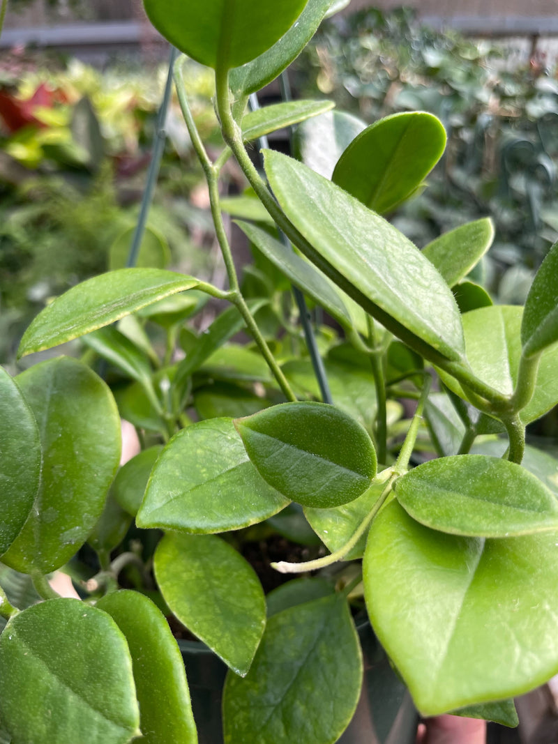 Load image into Gallery viewer, Hoya 'Keysii'
