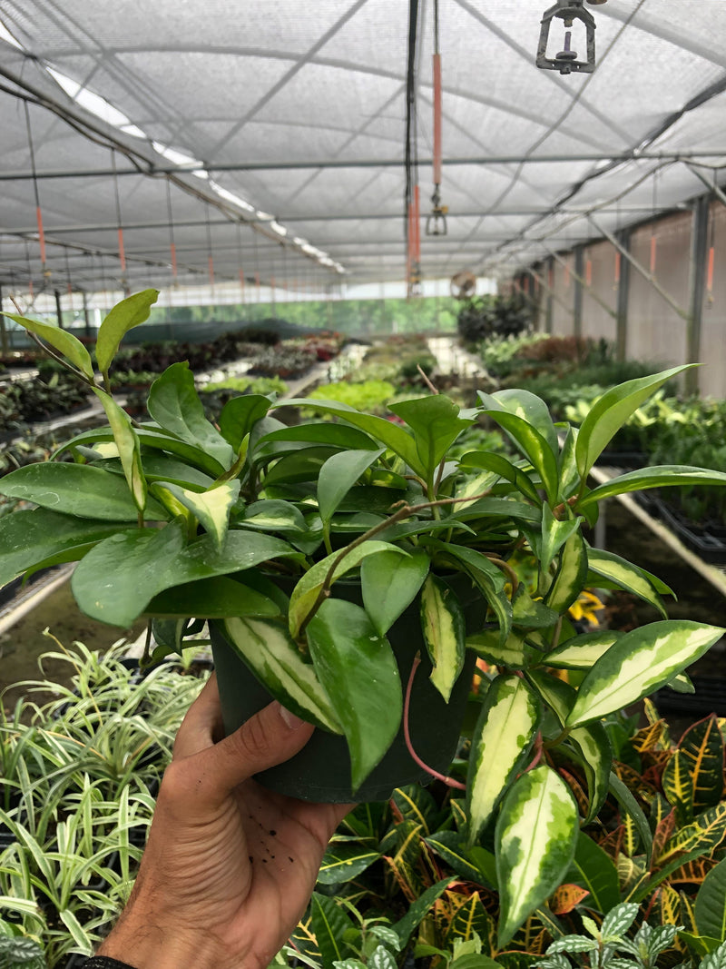 Load image into Gallery viewer, Hoya Carnosa 'Krimson Princess'
