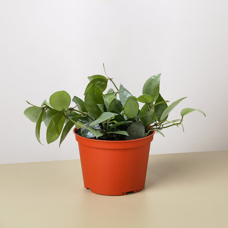 Load image into Gallery viewer, Hoya Krohniana Super Silver
