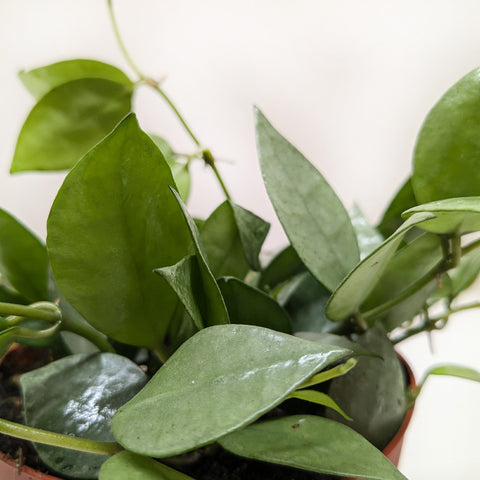 Hoya Krohniana Super Silver, additional product view 2