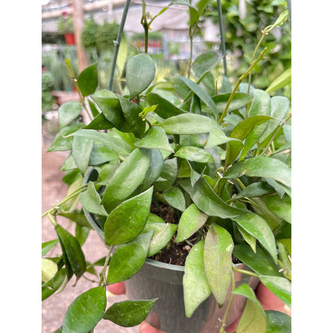Hoya 'Lacunosa', additional product view 2