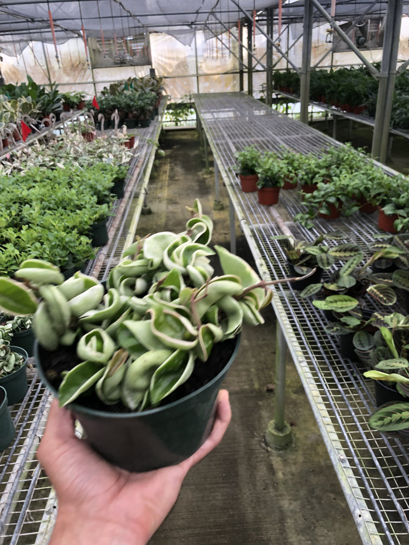 Load image into Gallery viewer, Hoya 'Rope Plant' Variegated
