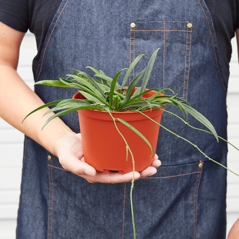 Load image into Gallery viewer, Hoya 'String Bean' - 4" Pot
