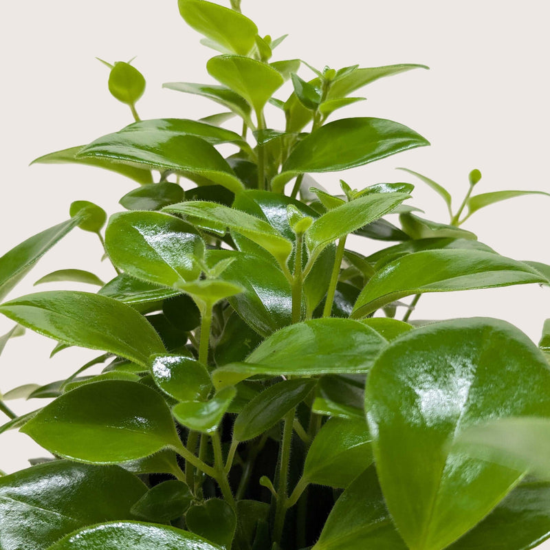 Load image into Gallery viewer, Lipstick Plant
