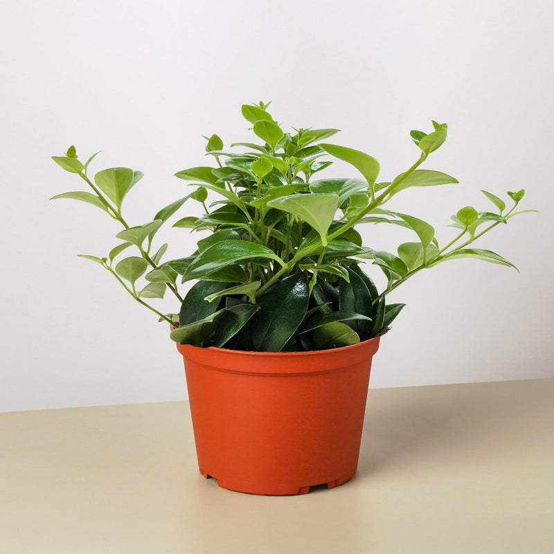 Load image into Gallery viewer, Lipstick Plant
