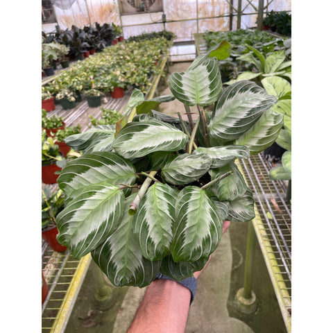 Maranta Silver Band