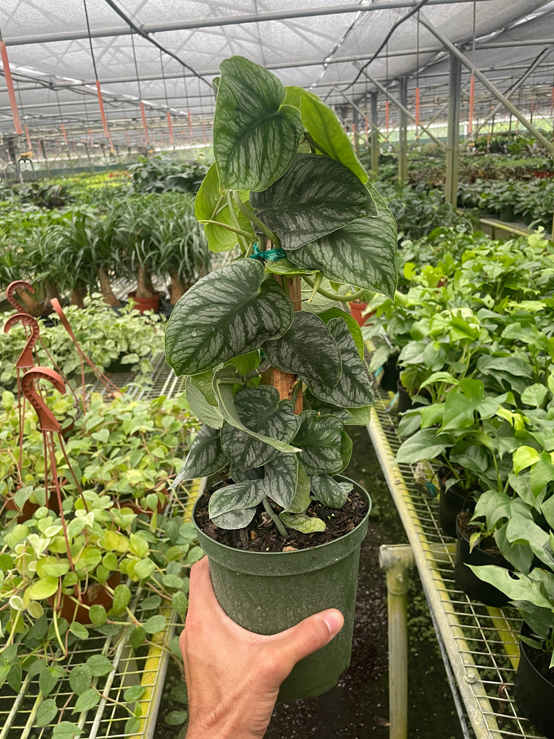 Load image into Gallery viewer, Monstera 'Dubia' (Shingle Plant)
