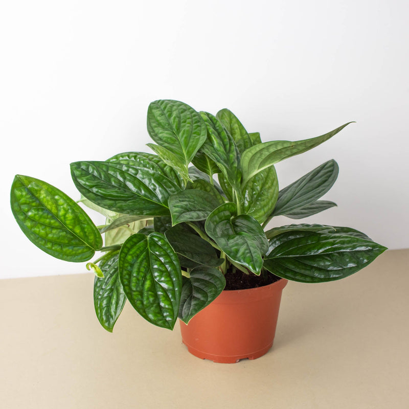Load image into Gallery viewer, Monstera 'Peru'

