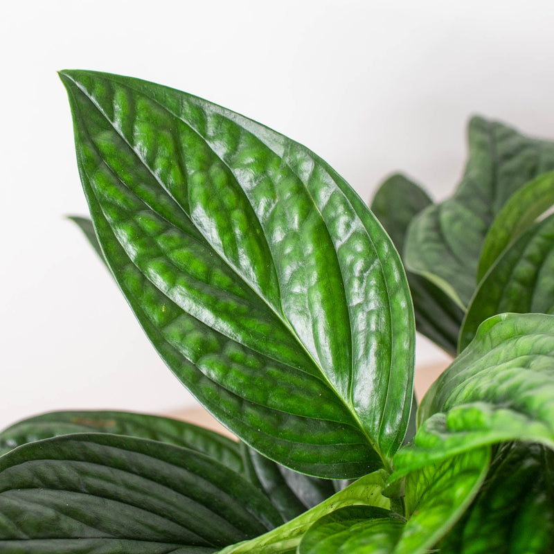 Load image into Gallery viewer, Monstera 'Peru'
