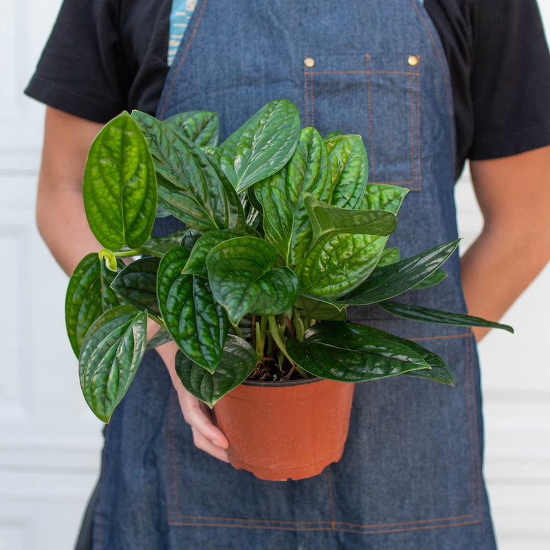 Load image into Gallery viewer, Monstera 'Peru'
