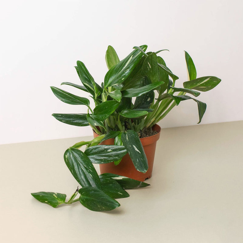 Load image into Gallery viewer, Monstera 'Standeleyana Albo Variegated'

