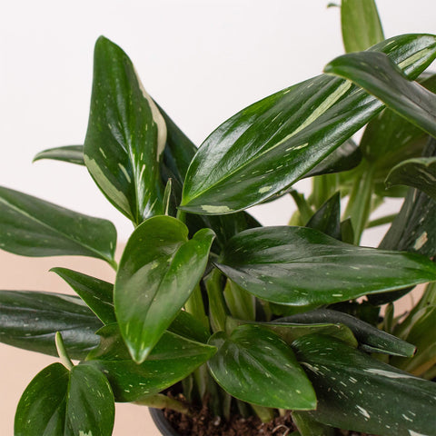 Monstera 'Standeleyana Albo Variegated', additional product view 2